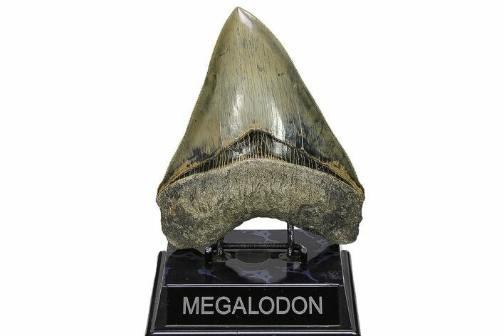 Serrated, Fossil Megalodon Tooth - Indonesia #279195